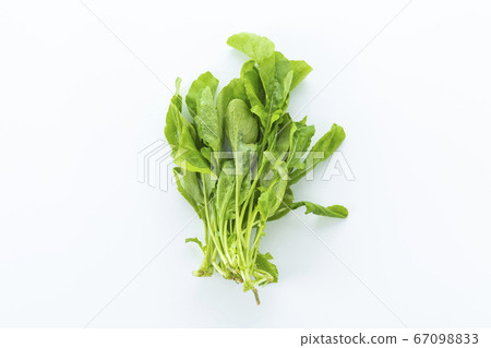 arugula arugula 67098833