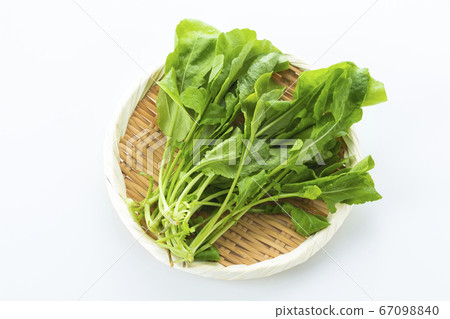 arugula  67098840