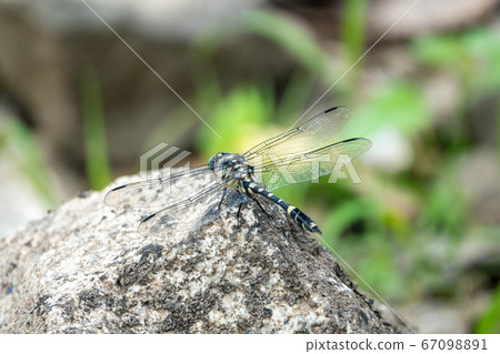 dragonfly dragonfly 67098891