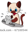 Siamese cat washing hands 67100544