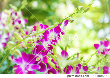 Closeup view of bloom of white, purple and pink Closeup view of bloom of white, purple and pink 67100863