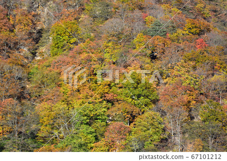日光霧谷高原的秋天和秋葉 日光霧谷高原的秋天和秋葉 67101212
