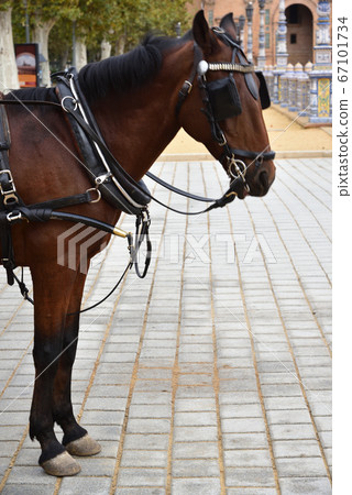 Seville, Spanish Steps 67101734