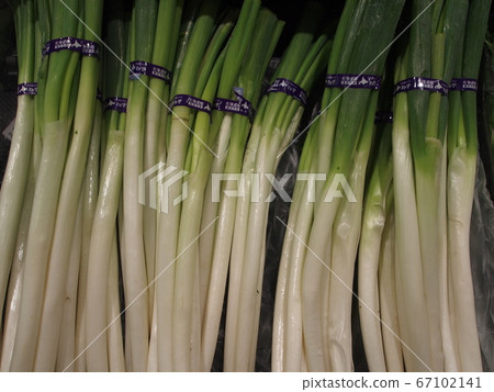 Vegetables _ leek Vegetables _ leek 67102141