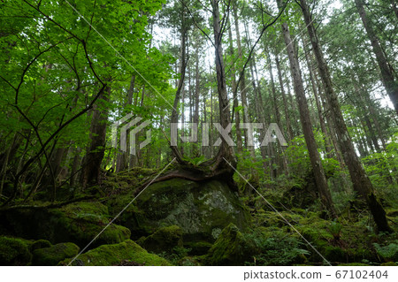 橫谷溫泉峽谷的苔蘚覆蓋的道路 橫谷溫泉峽谷的苔蘚覆蓋的道路 67102404