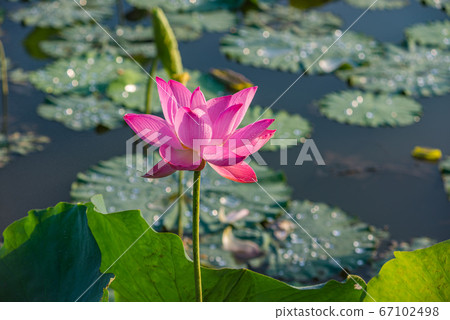 Pink lotus flower blooming on water with lily pads surrounded 67102498