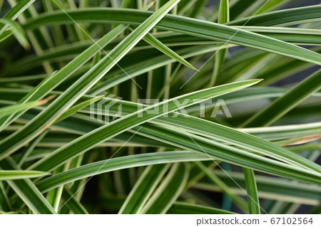 Sedge Ice Dance 67102564