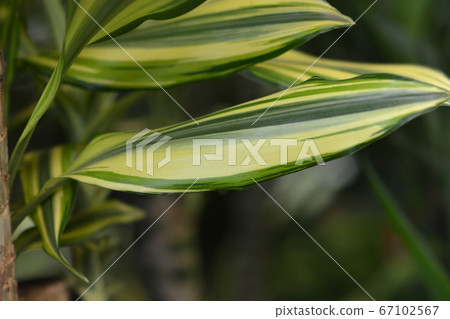 Cornstalk dracena Yellow Coast Cornstalk dracena Yellow Coast 67102567