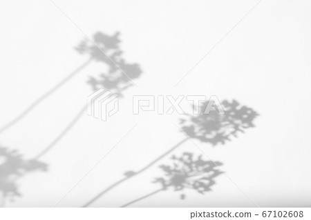 Gray shadows of lavender flowers and grass Gray shadows of lavender flowers and grass 67102608