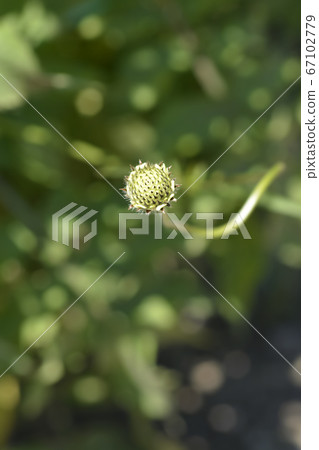 Giant scabious Giant scabious 67102779