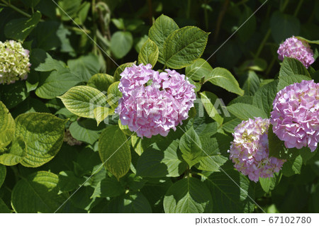 French hydrangea 67102780
