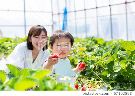 家庭草莓採摘嬰兒草莓採摘 67102898