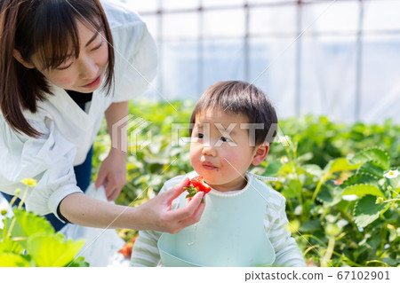 家庭草莓採摘嬰兒草莓採摘 67102901