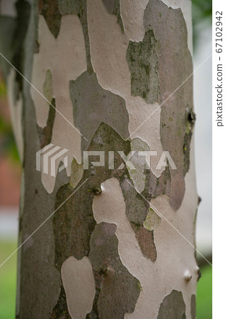 nutukubi的樹幹 67102942