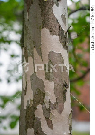nutukubi的樹幹 67102943