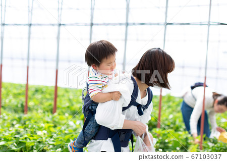 嬰兒草莓採摘 67103037