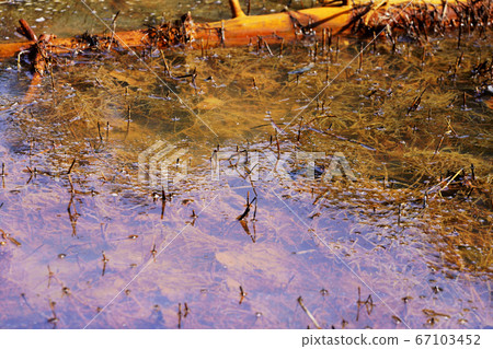 Orange swamp "Water surface of Kinuma" Onneto 67103452