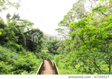 關東地區濕地最多的小林（雨季） 67104527