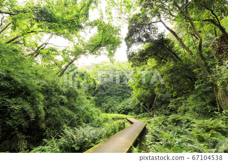 關東地區濕地最多的小林(雨季) 關東地區濕地最多的小林(雨季) 67104538