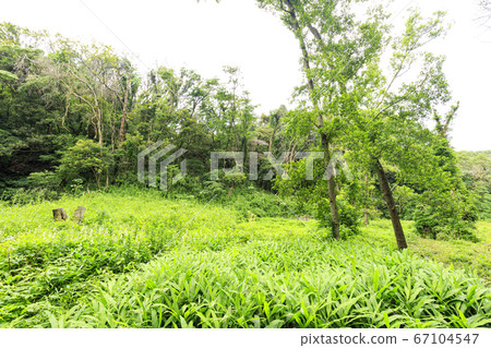 Koamishiro Forest, the most wetland in the Kanto region (rainy season) Koamishiro Forest, the most wetland in the Kanto region (rainy season) 67104547