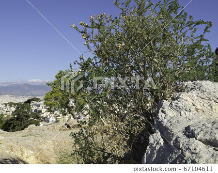 the city of athens in greece the city of athens in greece 67104611