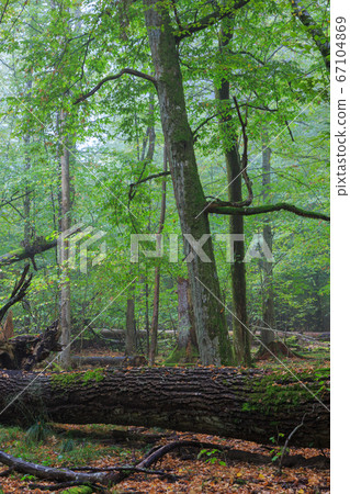 Broken old large oak and misty stand in background 67104869