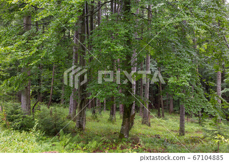Fir and beech trees in summer Fir and beech trees in summer 67104885