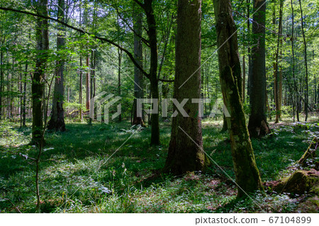Summertime deciduous primeval forest with old 67104899