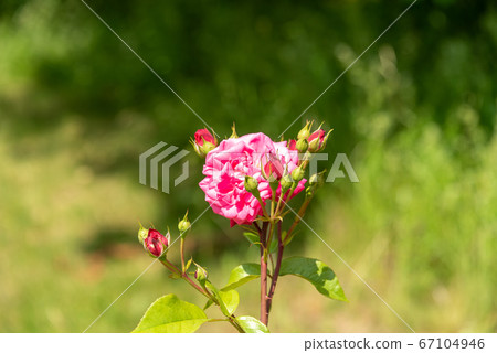 Soft focus. A branch with unblown rosebuds and one blooming bud. Soft focus. A branch with unblown rosebuds and one blooming bud. 67104946