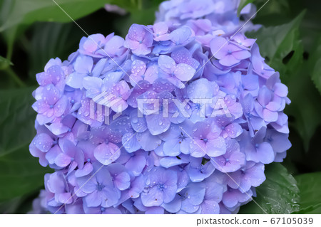 Hydrangea after the rain 67105039