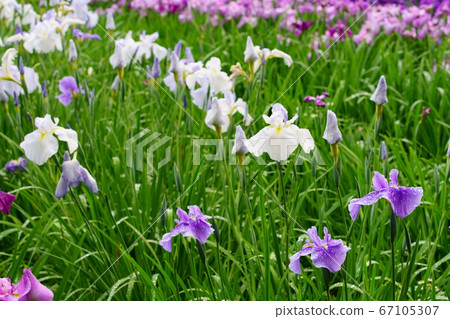 鳶尾花 67105307