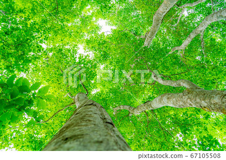 Fresh green beech forest [Nagano Prefecture] 67105508