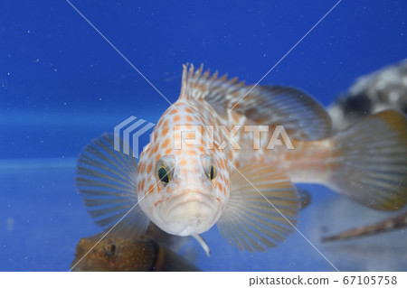 Omun kata幼蟲 Omun kata幼蟲 67105758