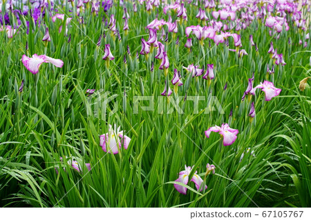 鳶尾花 67105767