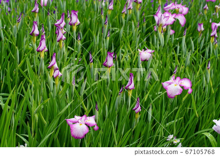 鳶尾花 67105768
