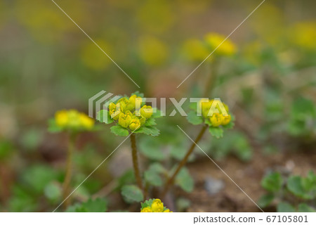 Kogane Neko No Mesou, which blooms on Mt. Narukami mountain trail forest road 67105801