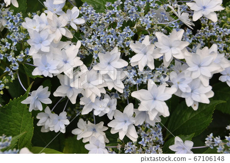 hydrangea hydrangea 67106148