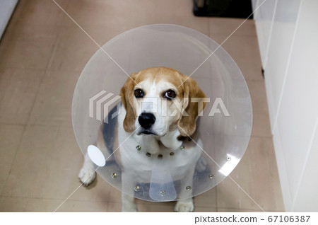 戴著伊麗莎白項圈的小獵犬狗 67106387