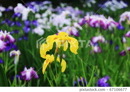 Hiraizumi June, Iwate Prefecture Motsuji Temple A fresh iris Kishobu wet with dew Hiraizumi June, Iwate Prefecture Motsuji Temple A fresh iris Kishobu wet with dew 67106677