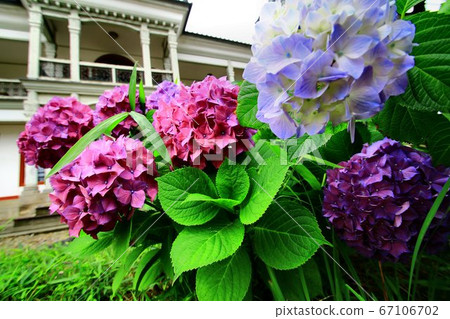 Hydrangea blooming in textile town Hydrangea blooming in textile town 67106702