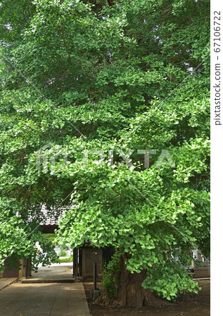 Minuma田間農場:Shofukuji寺,Shingon宗富山集團銀杏葉 Minuma田間農場:Shofukuji寺,Shingon宗富山集團銀杏葉 67106722