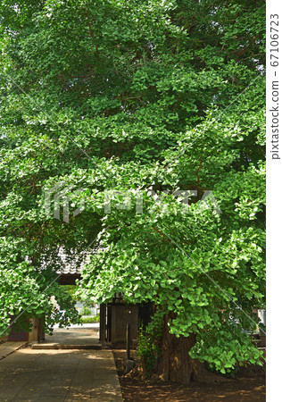 Minuma field farm: Shofukuji Temple, Shingon sect. Toyama group Ginkgo biloba 67106723