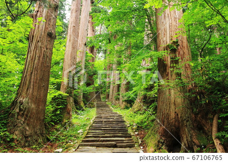 山形,Dewa山的初夏,Haguro山上杉樹的出路 山形,Dewa山的初夏,Haguro山上杉樹的出路 67106765