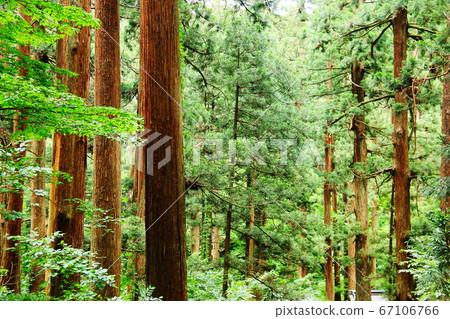 山形,Dewa山的初夏,Haguro山上杉樹的出路 山形,Dewa山的初夏,Haguro山上杉樹的出路 67106766