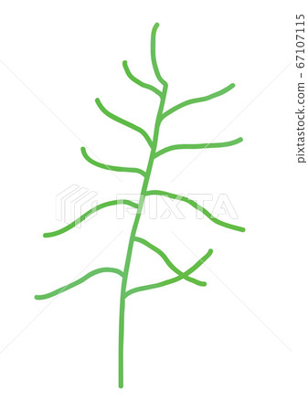 Okahijiki的插圖 Okahijiki的插圖 67107115