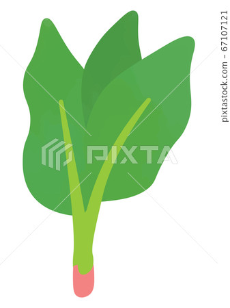 Illustration of spinach Illustration of spinach 67107121