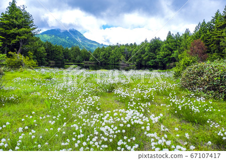 盛開的澀池 67107417
