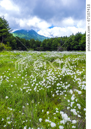 垂直盛開的澀池 67107418