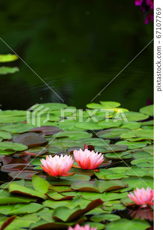 Kusatsu City, Shiga Prefecture, Aquatic Botanical Park Water Forest Landscape, Water Lily Pond [July] 67107769