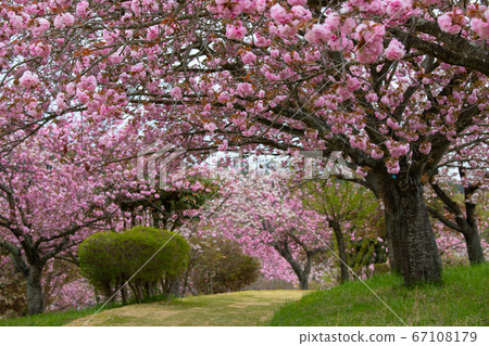 Double cherry blossoms in full bloom in the double cherry blossom tunnel (Shizumine Park, Ibaraki, Japan) Double cherry blossoms in full bloom in the double cherry blossom tunnel (Shizumine Park, Ibaraki, Japan) 67108179